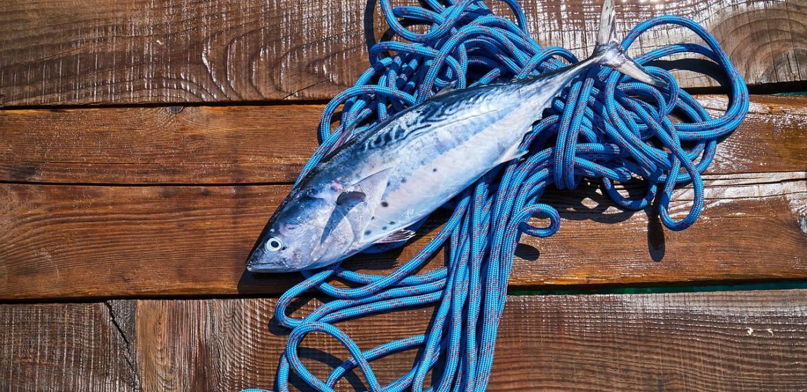 Pesce azzurro: fa davvero bene? Omega 3, benefici e alternative